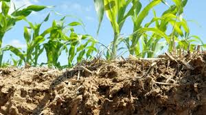 Le taupin remonte en surfaces lorsque les conditions sont favorables: Moyens De Lutte Alternatifs Aux Pyrethrinoides Contre Le Taupin En Mais