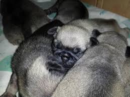 Pug Puppies For Sale Akc Fawn Quality Breeder For Sale In Tampa Florida Classified Americanlisted Com