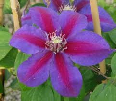 Maybe you would like to learn more about one of these? Clematis Mrs N Thompson Taylors Clematis