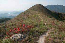 紅花嶺 紅杜鵑 綠洲oasistrek natural landmarks nature climbing