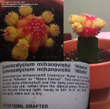 Additionally, these plants do much better a moon cactus is a fun, easy, colorful little plant to add to your collection and it's especially a good choice for beginners in the plant world, due to. Plantfiles Pictures Gymnocalycium Moon Cactus Ruby Ball Hibotan Gymnocalycium Mihanovichii By Cacti Fan