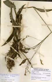 Image result for Megastachya mucronata