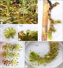 Image result for Aldrovanda vesiculosa
