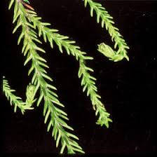 Image result for Dacrydium cupressinum