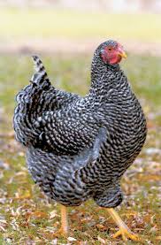 Pin By Erika Adams On My Little Chickadee S Barred Plymouth Rock Chickens Chickens Backyard Plymouth Rock Chicken