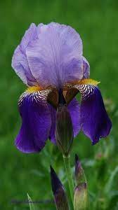 A Flor De Iris O Significado Purple Bearded Iris Beautiful Flowers Purple Iris