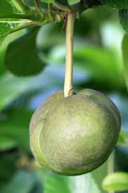 We did not find results for: 27 Fruit In Trinidad And Tobago You Need To Try Photos