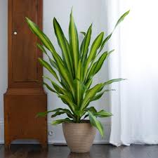 Ei bine, există şi plante de interior cărora le place umbra ,. Top 8 Cele Mai Rezistente Plante De CamerÄƒ Practic Nu Mor NiciodatÄƒ Stiri Directe