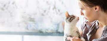 Cat Adoption How To Adopt Or Rescue A Cat Purina