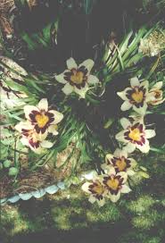 Hand crocheted flowers of mohair, dune and other yarns using size g through n hooks and velvet leaves. Janice Milosevich Obituary Hampton Va