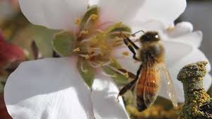 Almond Nectar Can Reduce Viruses And Gut Parasites In Honey Bees Growing Produce