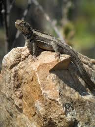 Image result for Stenocercus simonsii