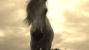 We did not find results for: What Do Horses Symbolize Spiritually In Dreams And The Bible