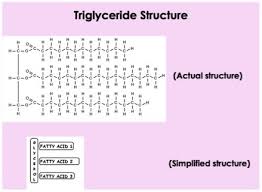 Triglyceride Structure Function Expii