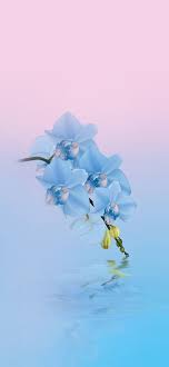 We did not find results for: 50 Wallpaper Bunga Hd Paling Cantik 2018