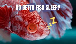 Do Betta Fish Sleep Articles And Guides For Betta Fish Owners