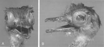 Symptoms of both infiltration and phlebitis include warmth, pain, and swelling at the injection site. References In Respiratory Medicine Of Cage And Aviary Birds Veterinary Clinics Exotic Animal Practice