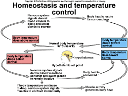 Teacher Wan Fizah Blog March 2009 Physiology Human Anatomy And Physiology Endocrine System