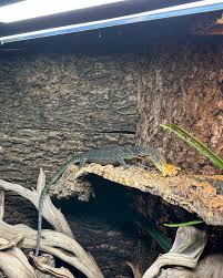 Image result for Vepris bachmannii