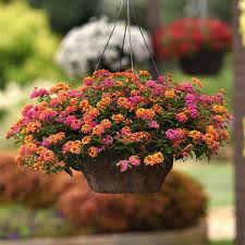 Image result for Lantana