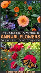 We did not find results for: 7 Best Easy Annual Companion Flowers To Grow From Seed Homestead And Chill Growing Seeds Planting Flowers From Seeds Annual Plants