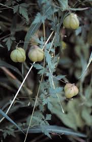 Image result for Cardiospermum halicacabum