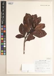 Image result for Balthasaria schliebenii