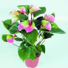 120pcs Rare Flower Bonsai Pink Green Anthurium Andraeanu Bonsai Balcony Potted Flower Bonsai For Diy Home Garden Rare Flowers Flower Seeds Anthurium Flower