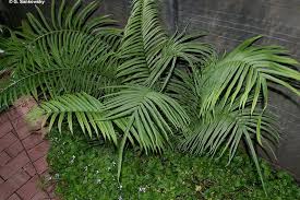Image result for Pteris