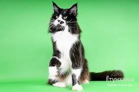 pitomnik mejn kunov yotunhejm nashi koshki mejn kun pitomnik mejn kun koshki