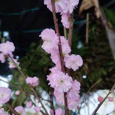 Image result for mandloň trojlaločná