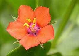 Image result for Anagallis barbata