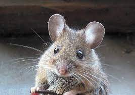 Thoroughly wash any areas where you have seen mice or evidence of mice. Why Cant I Catch A Mouse In My House