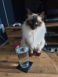 Or its it a hover cat? Most Cats Drink From A Water Bowl Chunk However Chooses Only To Drink From This Pint Glass On The Coffee Table Ragdolls