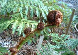 Image result for Cyphia erecta