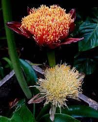 Image result for Scadoxus puniceus