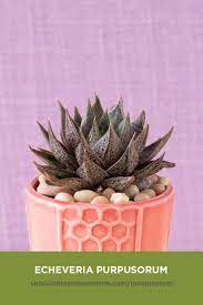 Check spelling or type a new query. Echeveria Purpusorum Succulents And Sunshine Echeveria Purpusorum Succulents Echeveria