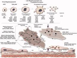 Image result for Platelet Dysfunction