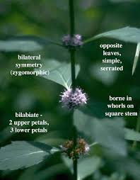 Image result for Lamiaceae
