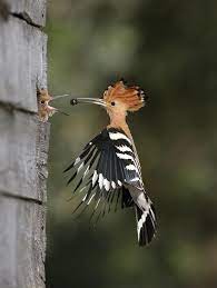 Incredible Wildlife Photography Most Beautiful Birds Pretty Birds Animals
