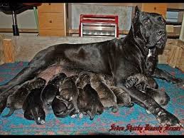 Our presa canario puppies are raised inside, in environments specifically designed to foster their natural traits and strong developmental behaviors. Black Dogo Canario Puppies For Sale 2017 Litter Youtube