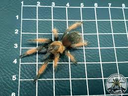 Image result for Emilia brachycephala