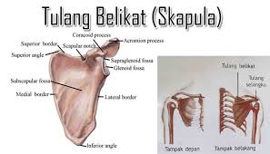 We did not find results for: Tulang Belikat Pengertian Letak Fungsi Struktur Dan Bagian Tulang Belikat Skapula Manusia Lengkap Sekolahan Co Id