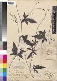 Image result for Trochomeria macrocarpa