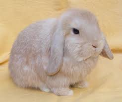 56 Rylee Bunnies Ideas Baby Bunnies Cute Animals Cute Bunny