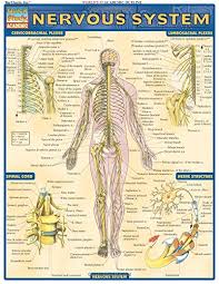 Download Pdf Books Nervous System Laminate Reference Chart