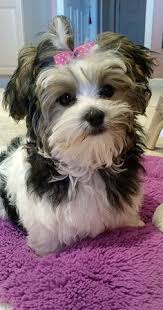 Maybe you would like to learn more about one of these? Teddy Bear Puppies For Sale In Wisconsin Puppies For Sale Petzlover
