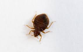 Loading wasps control, yellow jacket control & hornet pest control services in seattle & eastside regions of wa. Santa Clara Ca Pest Control Pest Management In California