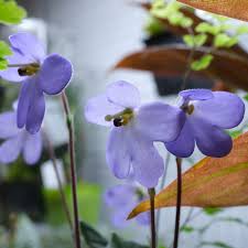 Image result for Gesneriaceae