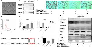 Does blood cancer run in families? Tumour Originated Exosomal Mir 155 Triggers Cancer Associated Cachexia To Promote Tumour Progression Molecular Cancer Full Text